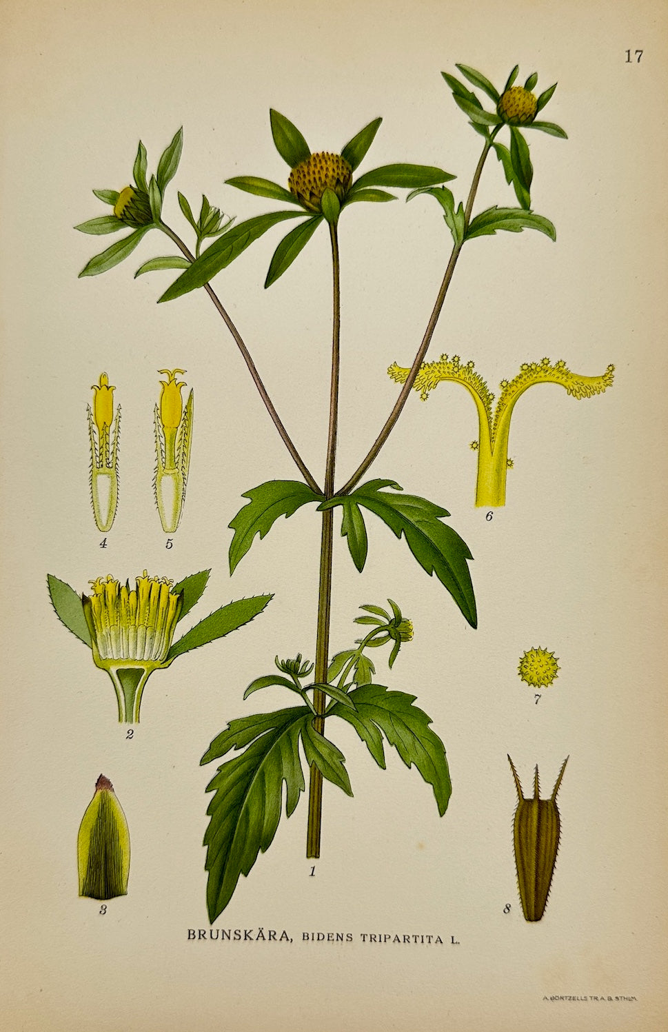 Antique Print - Carl Lindman - Three-lobe Beggarticks - Bidens Tripartita - F4