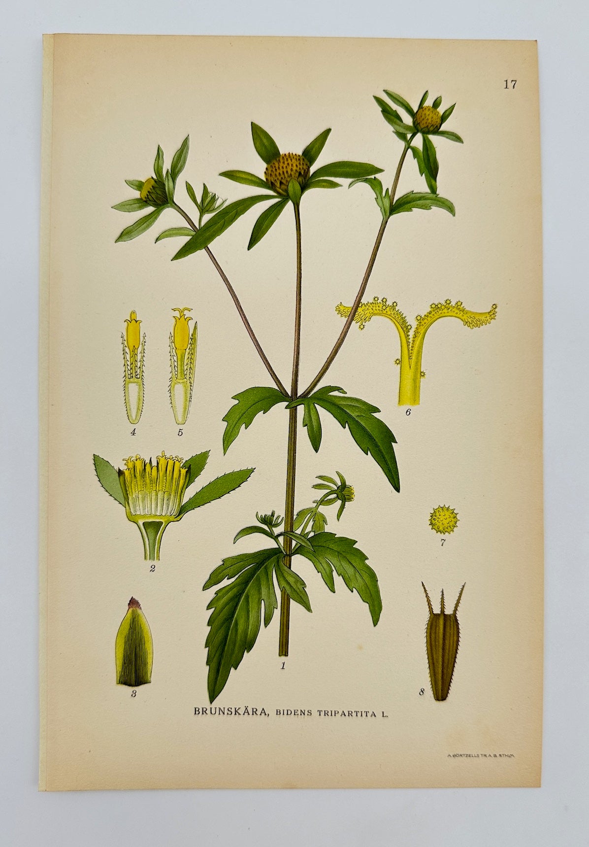 Antique Print - Carl Lindman - Three-lobe Beggarticks - Bidens Tripartita - F4