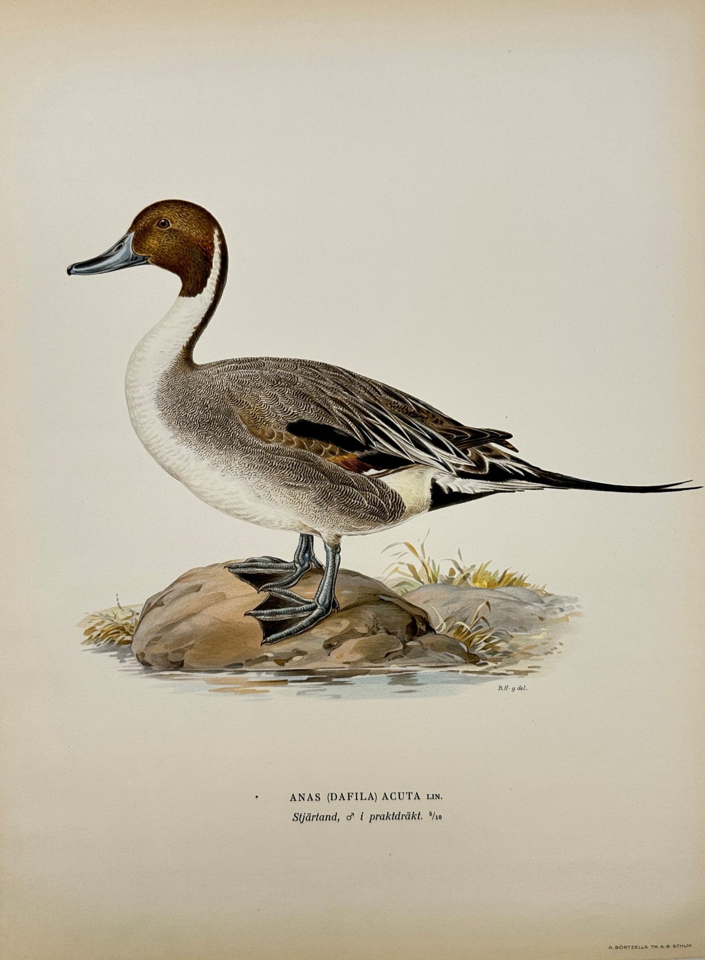 Original Antique Bird Print - Magnus von Wright - Image Northern Pintail - F5