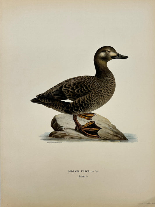Original Antique Bird Print - Magnus von Wright - Image White-winged Scoter - F5
