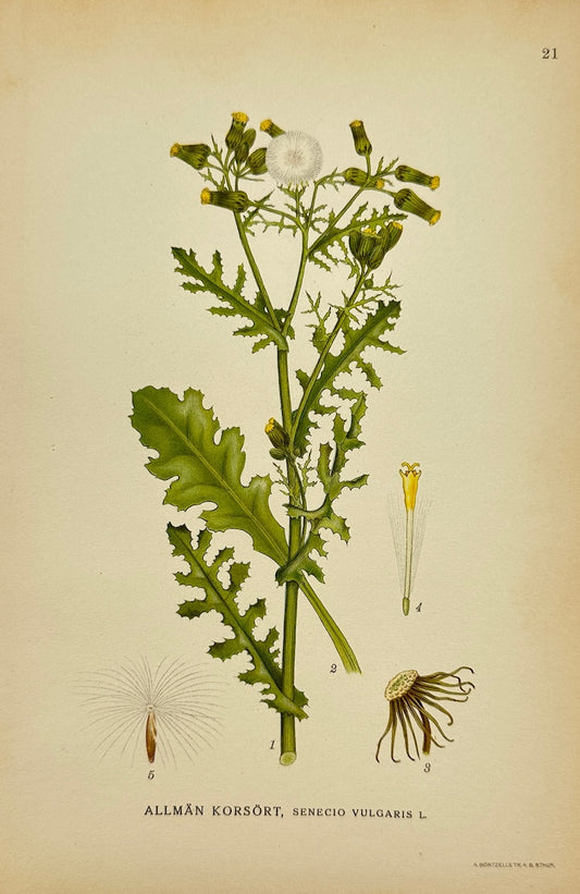Antique Print - Carl Lindman - Common Groundsel - Senecio Vulgaris - F4