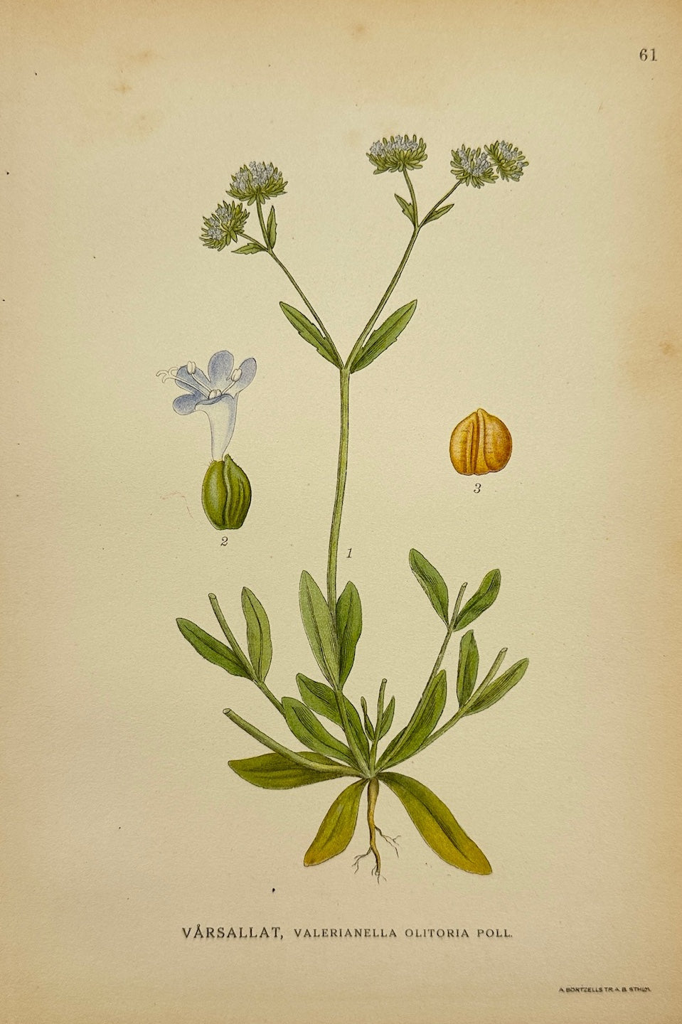 Antique Botanical Print - Carl Lindman - Corn Salad - Valerianella Olitoria - F4