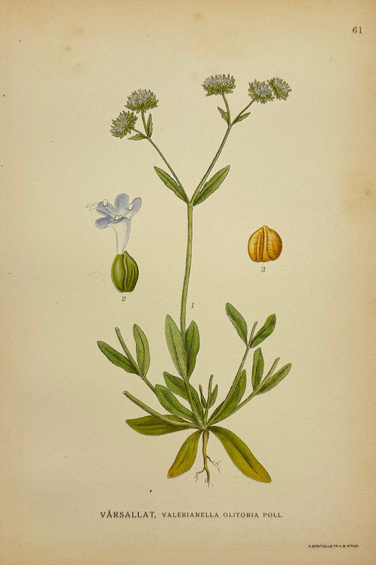 Antique Botanical Print - Carl Lindman - Corn Salad - Valerianella Olitoria - F4