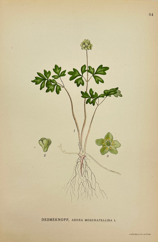 Antique Botanical Print - Carl Lindman - Moschatel - Adoxa Moschatellina - F4