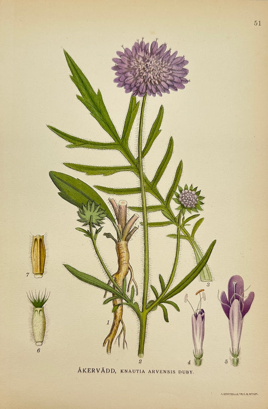 Antique Print - Carl Lindman - Field Scabious - Knautia Arvensis Duby - F4