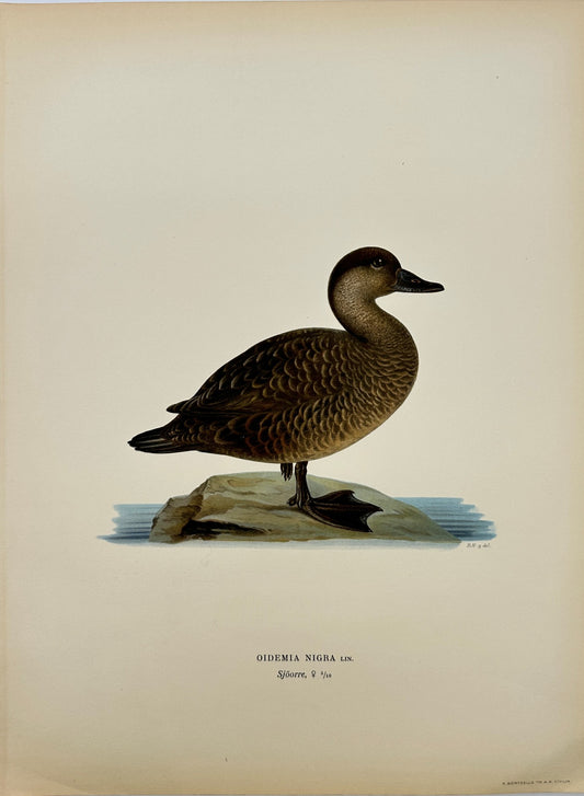 Original Antique Bird Print - Magnus von Wright - Image Oidemia Nigra - F5