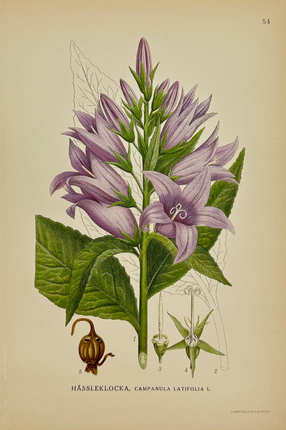 Antique Print - Carl Lindman - Giant Bellflower - Campanula Latifolia - F4