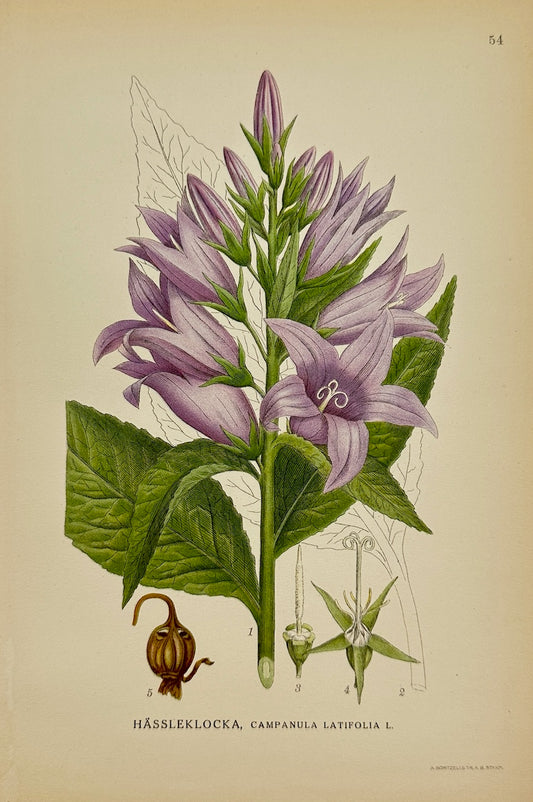 Antique Print - Carl Lindman - Giant Bellflower - Campanula Latifolia - F4