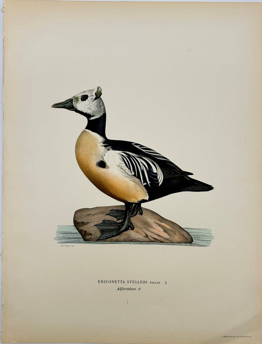 Original Antique Bird Print - Magnus von Wright - Image Eniconetta Selleri - F5