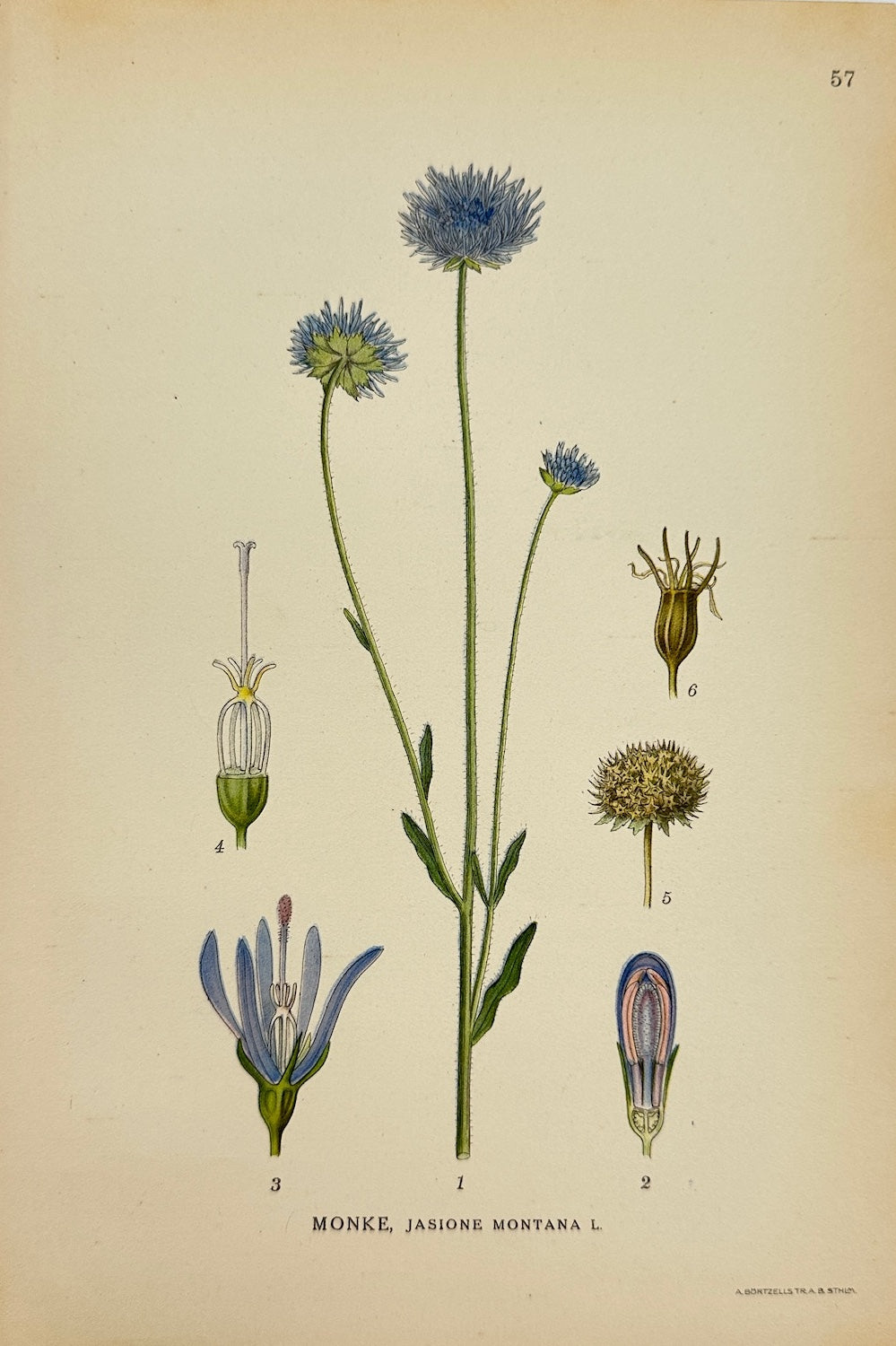 Antique Botanical Print - Carl Lindman - Sheep's Bit - Jasione Montana - F4