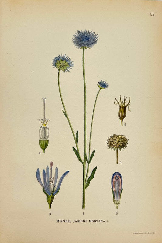 Antique Botanical Print - Carl Lindman - Sheep's Bit - Jasione Montana - F4