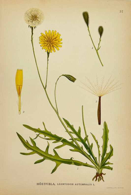 Antique Print - Carl Lindman - Autumn Hawkbit - Leontodon Autumnal - F4