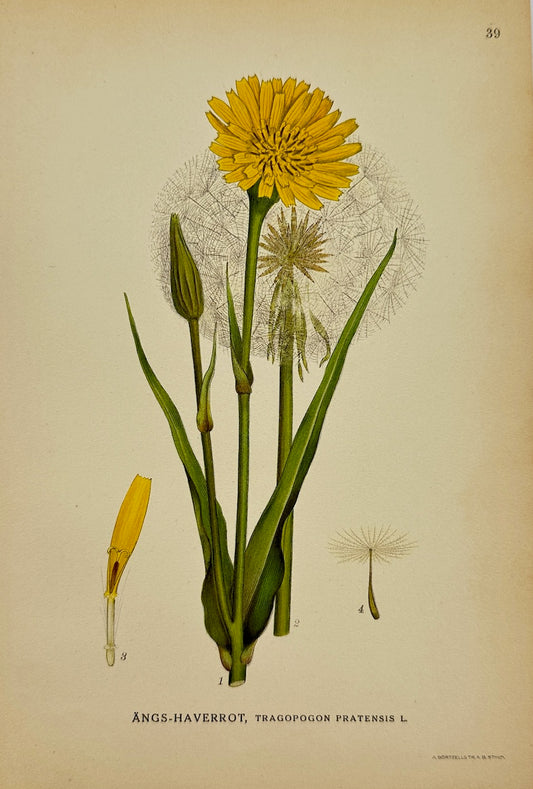 Antique Print - Carl Lindman - Meadow Salsify - Tragopogon Pratensis - F4