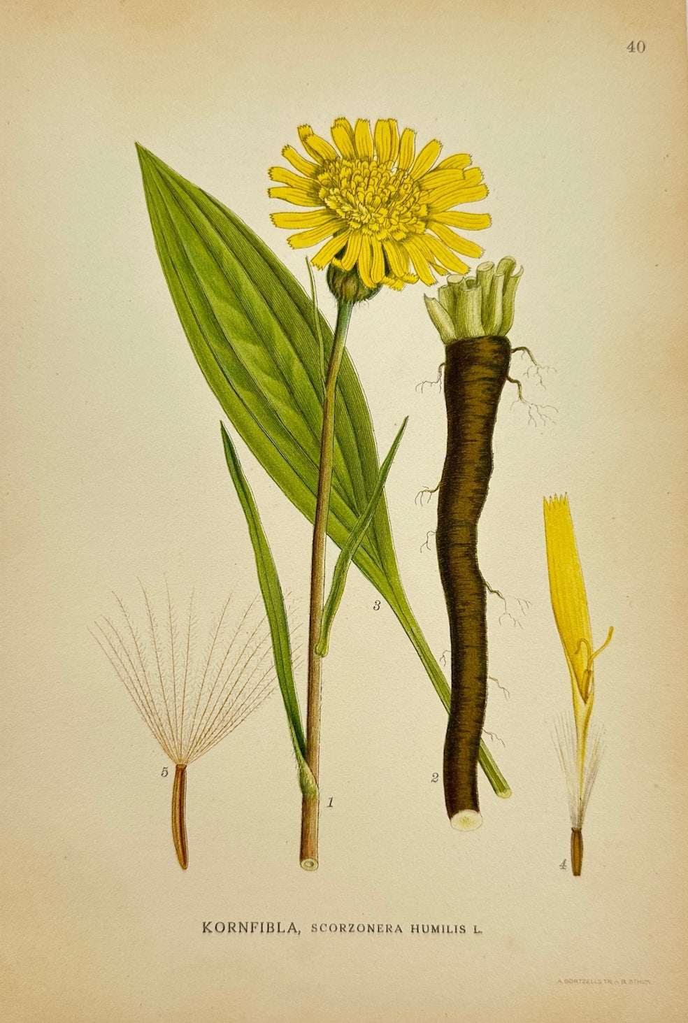 Antique Botanical Print - Carl Lindman - Viper's-grass - Scorzonera Humilis - F4