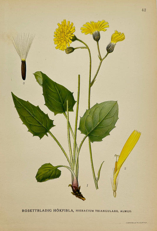 Antique Print - Lindman - Rosette-leaved Hawkweed - Hieracium Triangulare - F4