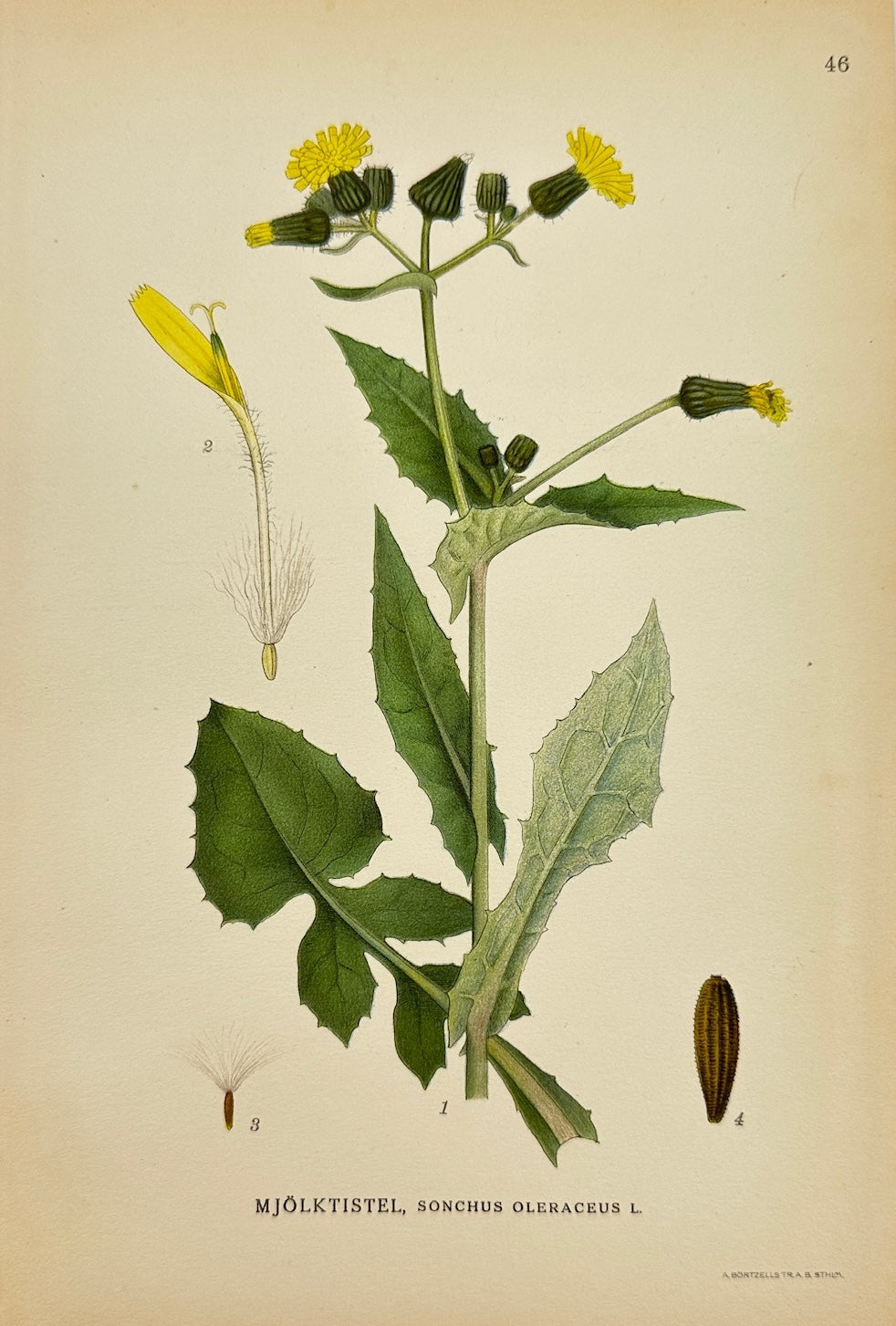 Antique Botanical Print - Carl Lindman - Sow Thistle - Sonchus Oleraceus - F4