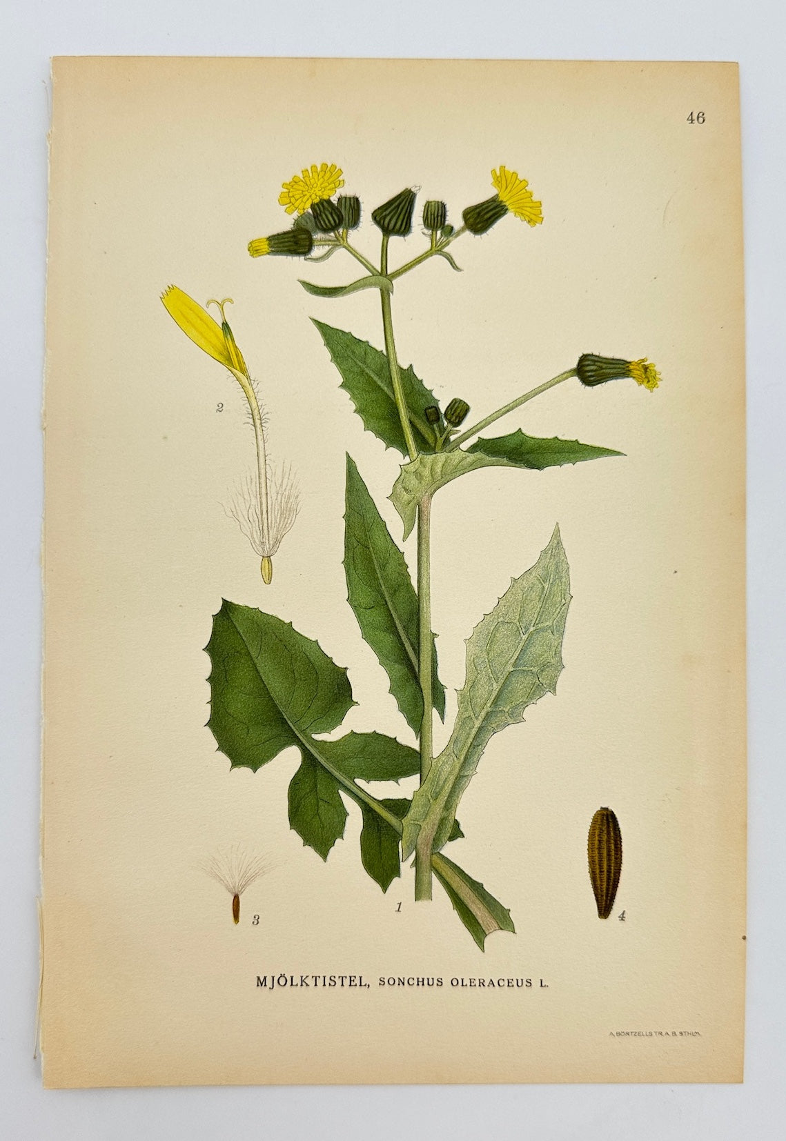 Antique Botanical Print - Carl Lindman - Sow Thistle - Sonchus Oleraceus - F4