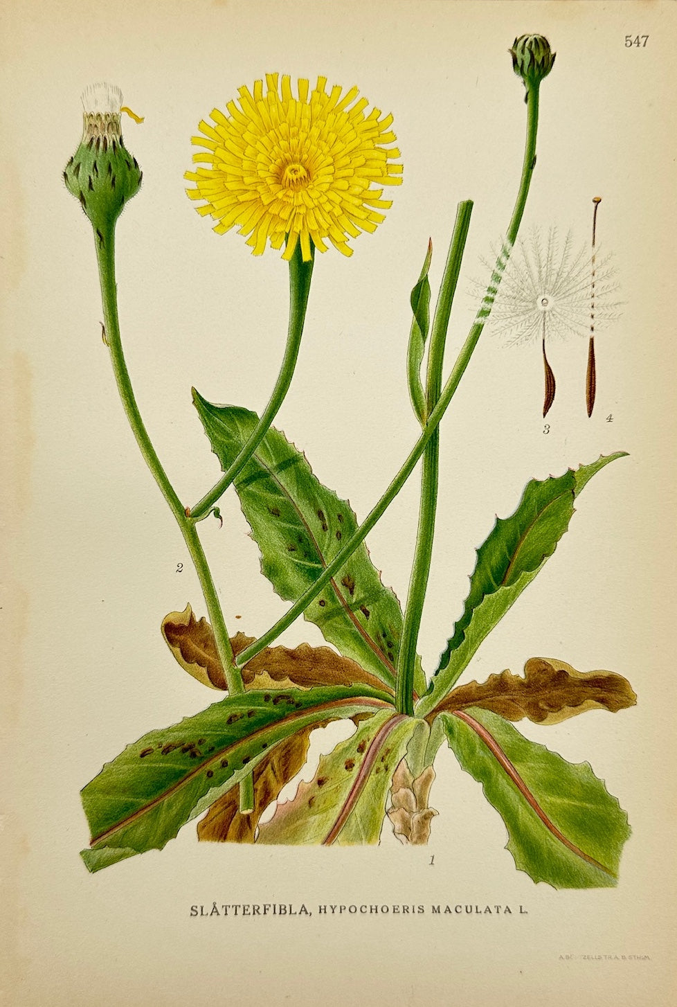 Antique Print - Carl Lindman - Spotted Cat's Ear - Hypochoeris Maculata - F4