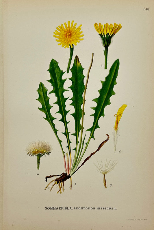 Antique Botanical Print - Carl Lindman - Rough Hawkbit - Leontodon Hispidus - F4