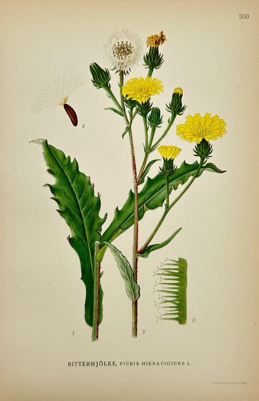 Antique Print - Carl Lindman - Picris Hieracioides - Hawkweed Oxtongue - F4