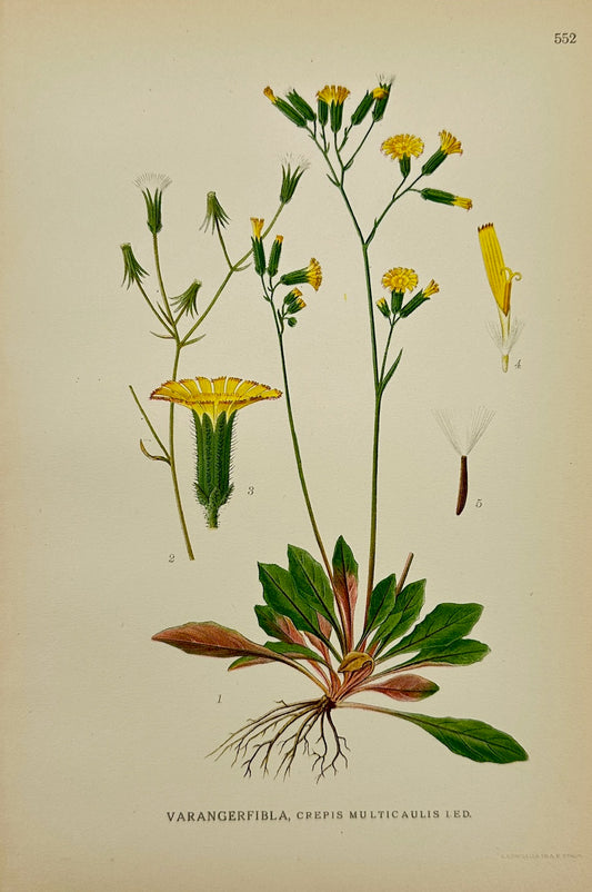 Antique Print - Carl Lindman - Narrowleaf Hawk's-beard - Crepis Multicaulis - F4