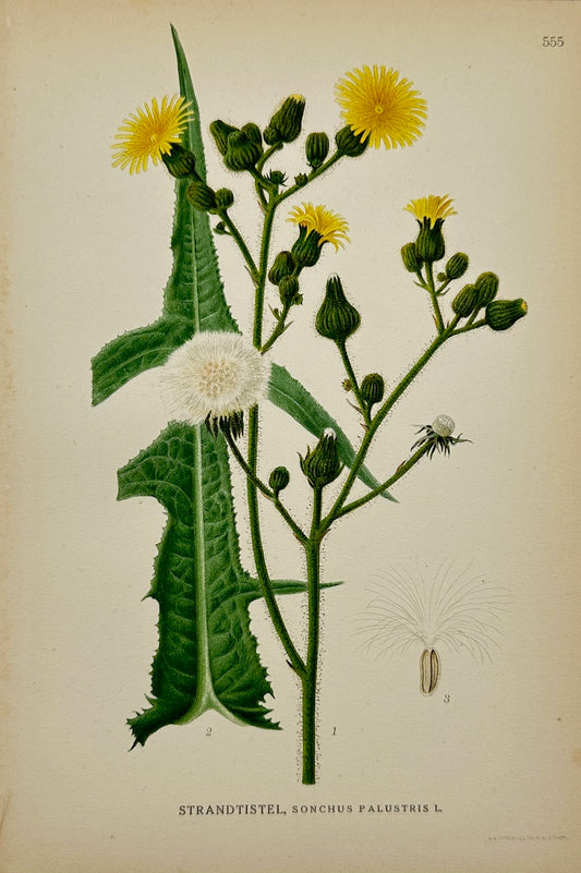 Antique Print - Carl Lindman - Marsh Sow Thistle - Sonchus Palustris - F4