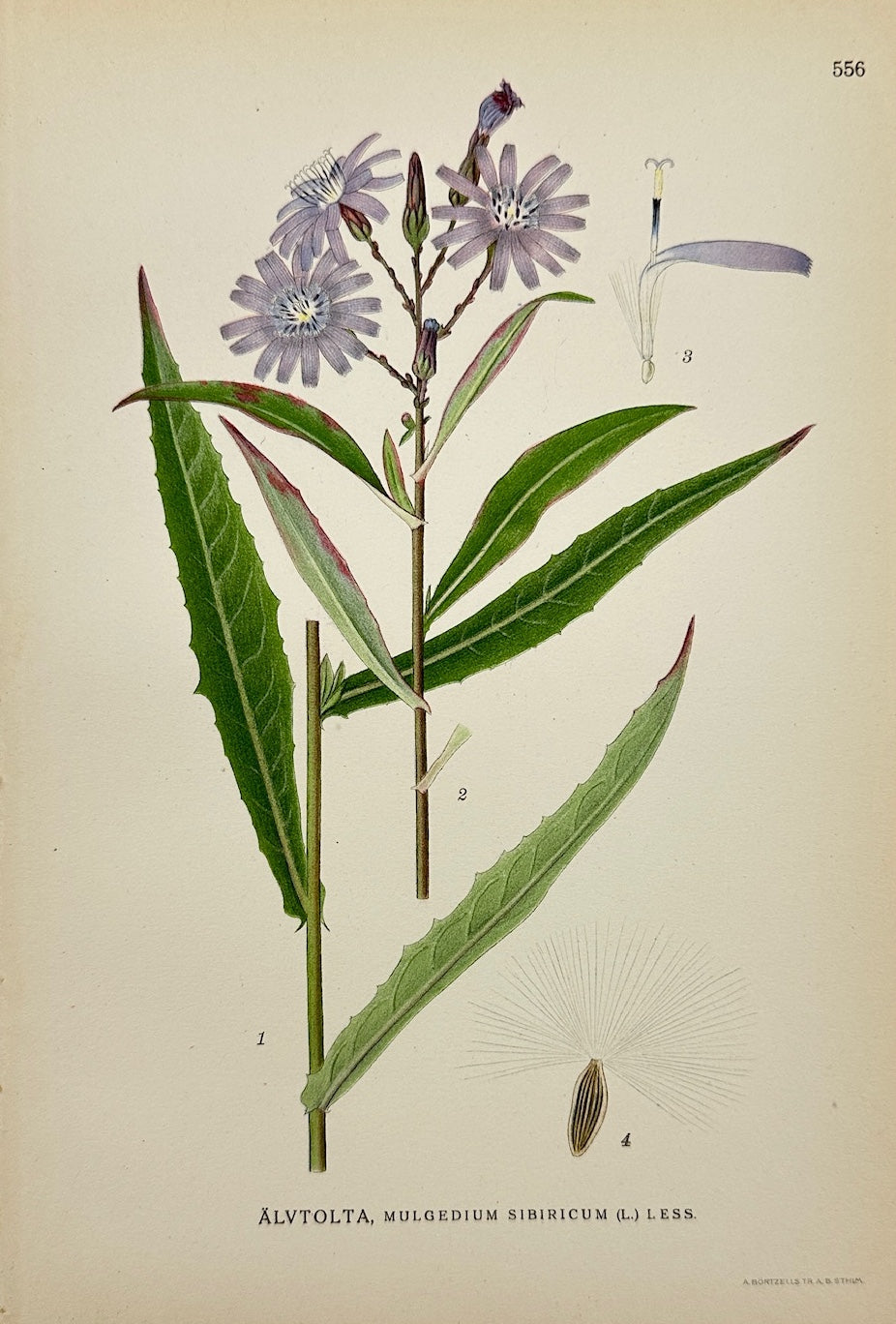 Antique Print - Carl Lindman - Siberian Cudweed - Mulgedium Sibiricum - F4