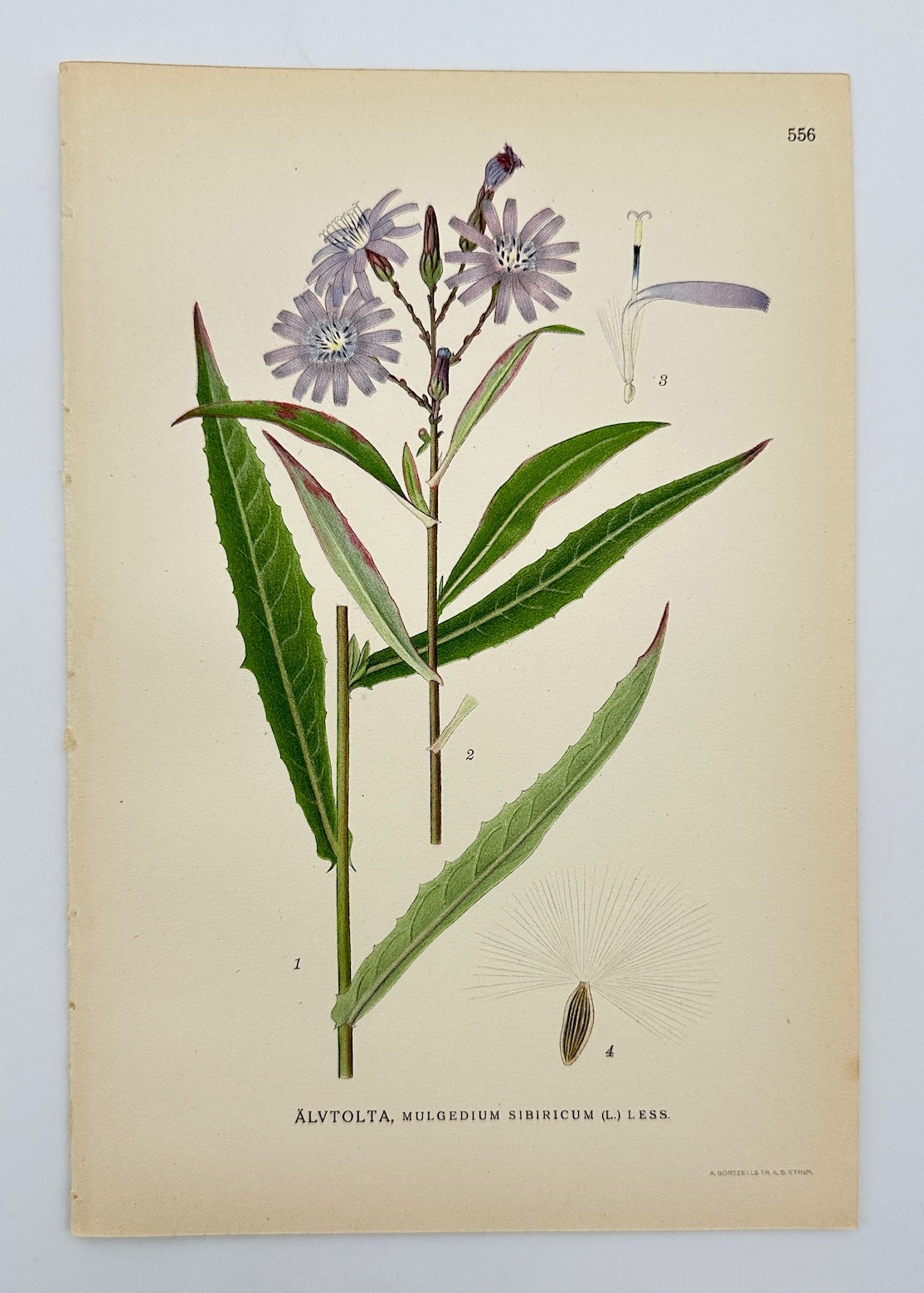 Antique Print - Carl Lindman - Siberian Cudweed - Mulgedium Sibiricum - F4