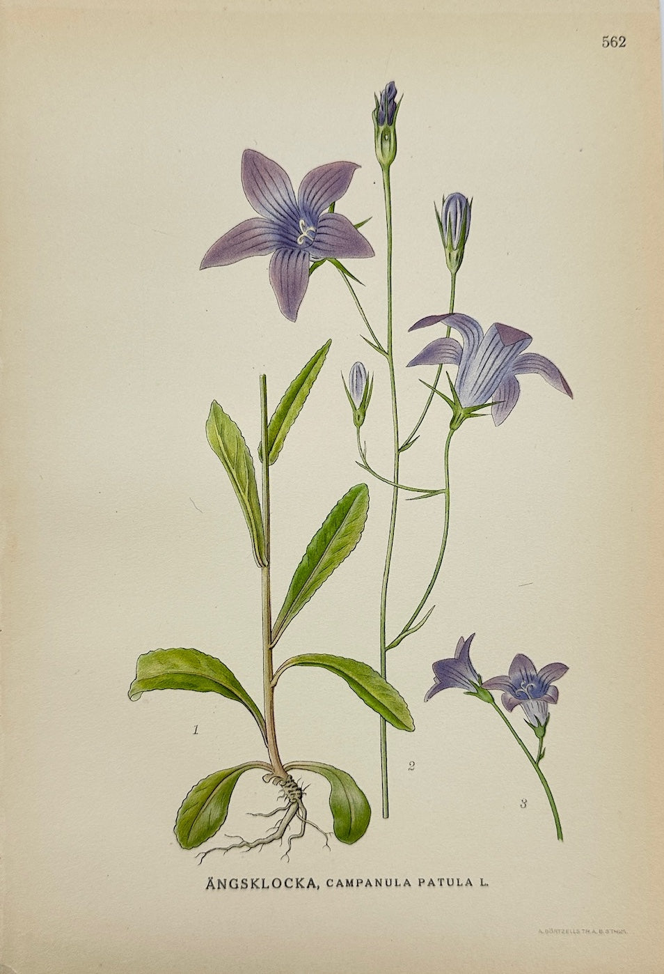 Antique Print - Carl Lindman - Spreading Bellflower - Campanula Patula - F4