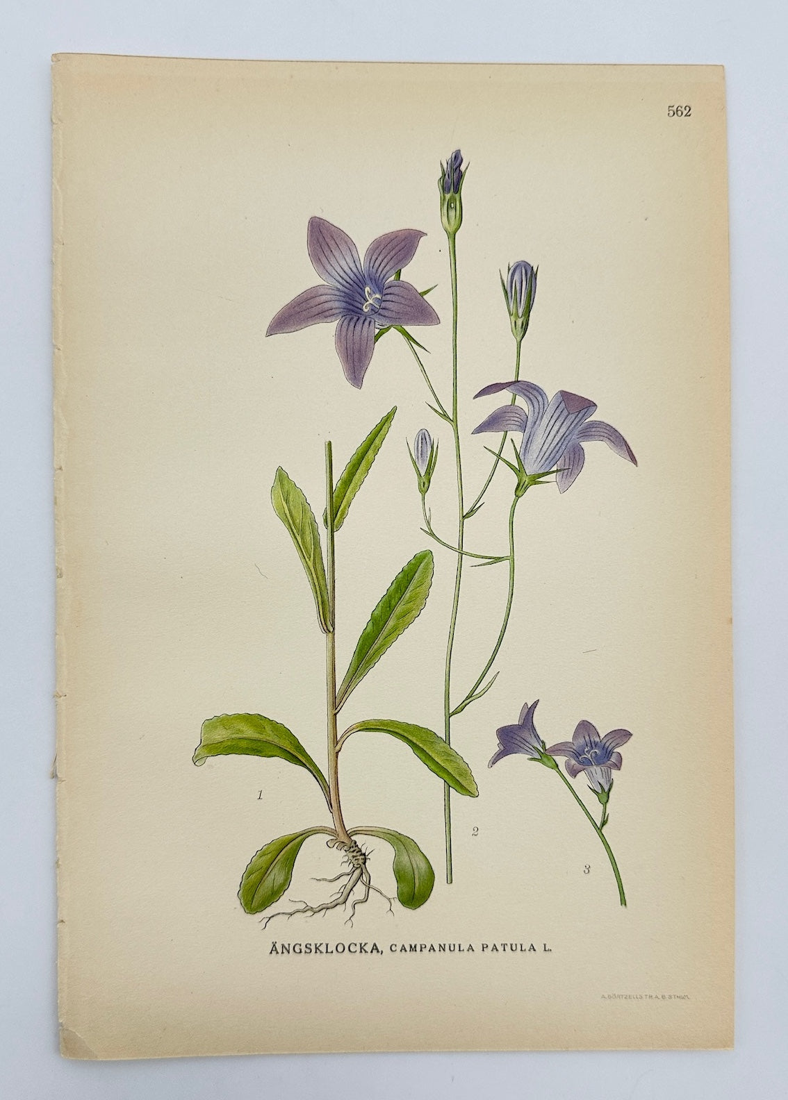 Antique Print - Carl Lindman - Spreading Bellflower - Campanula Patula - F4
