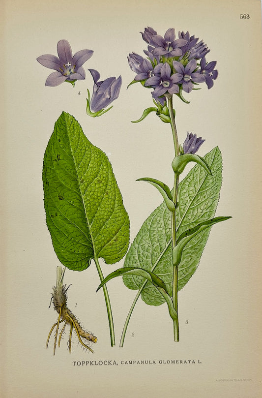 Antique Print - Carl Lindman - Clustered Bellflower - Campanula Glomerata - F4