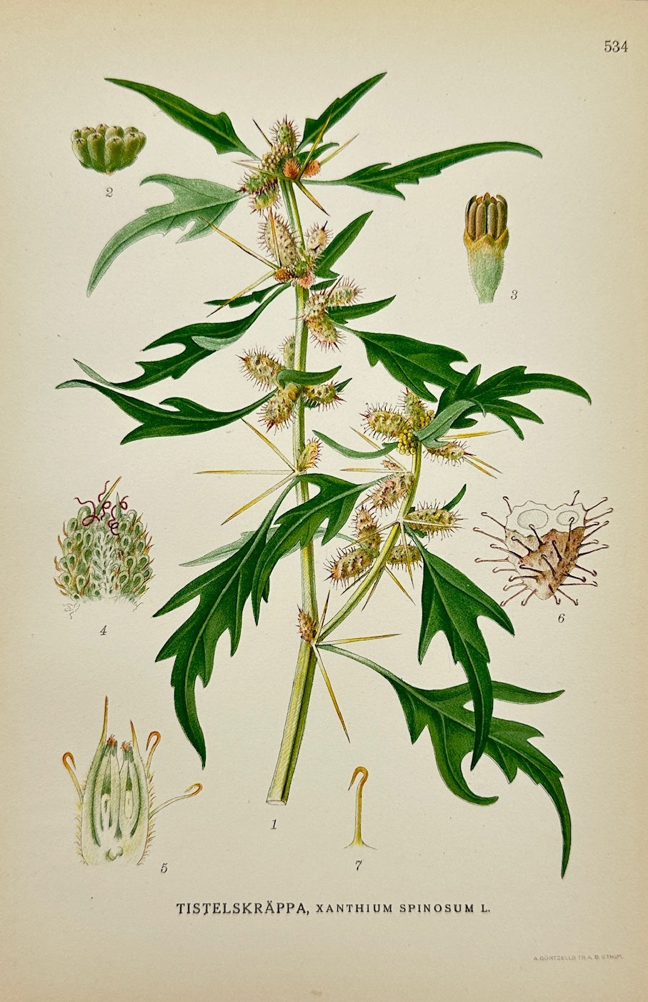 Antique Print - Carl Lindman - Spiny Cocklebur - Xanthium Spinosum - F4