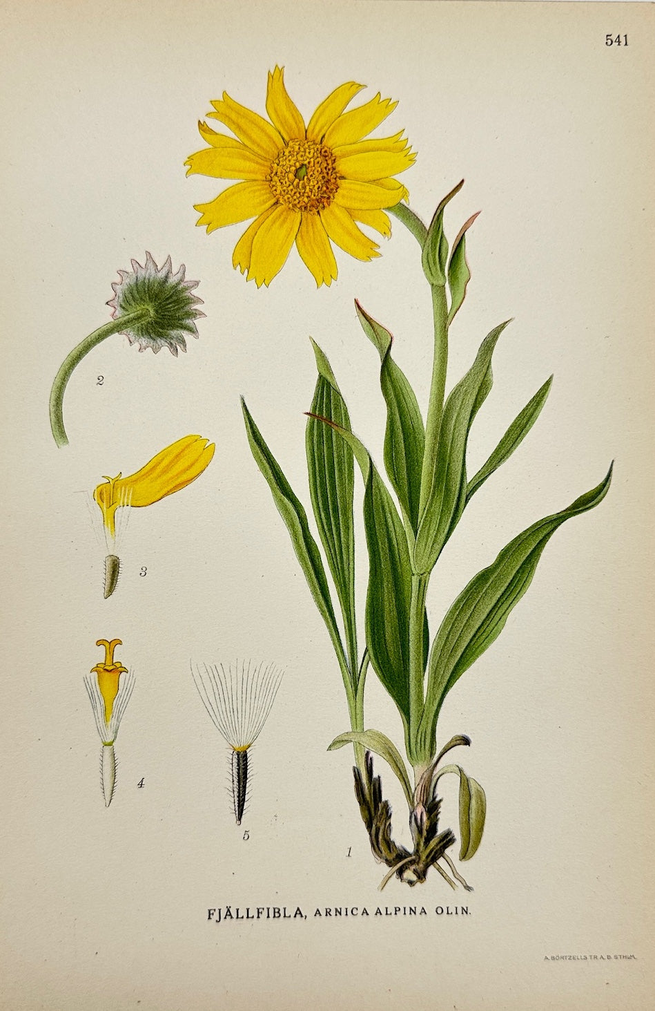 Antique Botanical Print - Carl Lindman - Alpine arnica - Arnica Alpina - F4