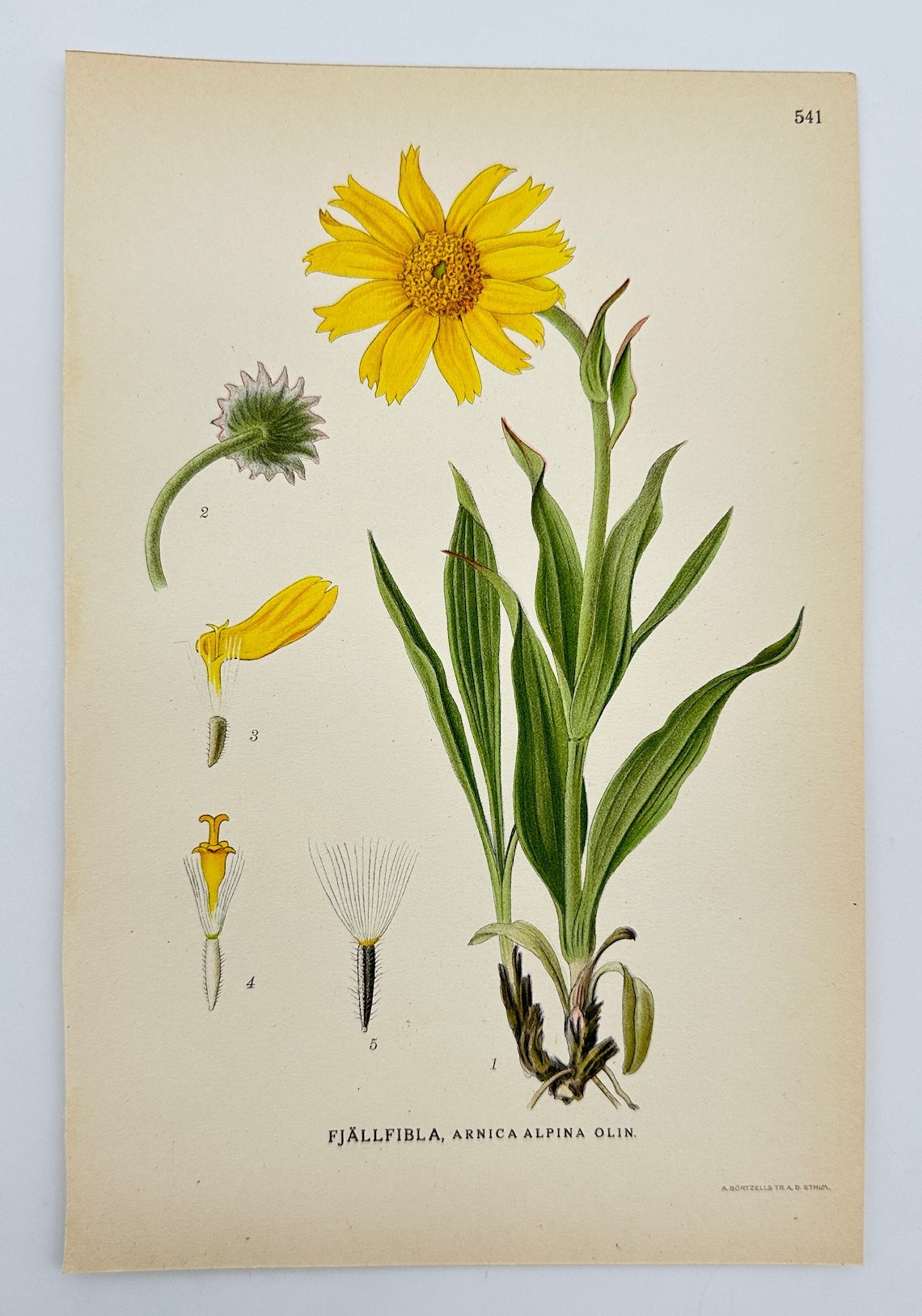 Antique Botanical Print - Carl Lindman - Alpine arnica - Arnica Alpina - F4