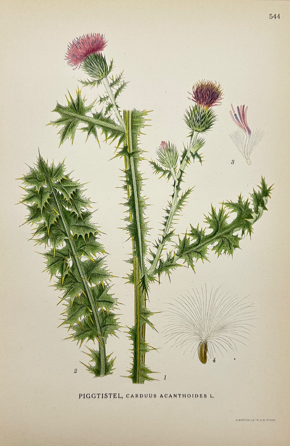 Antique Print - Lindman - Spiny Plumeless Thistle - Carduus Acanthoides - F4