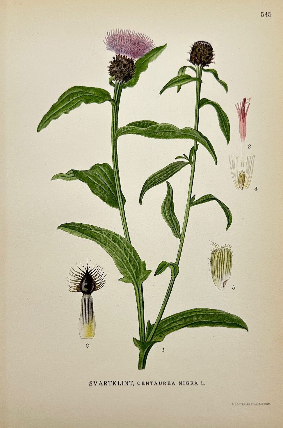 Antique Botanical Print - Carl Lindman - Black Knapweed - Centaurea Nigra - F4