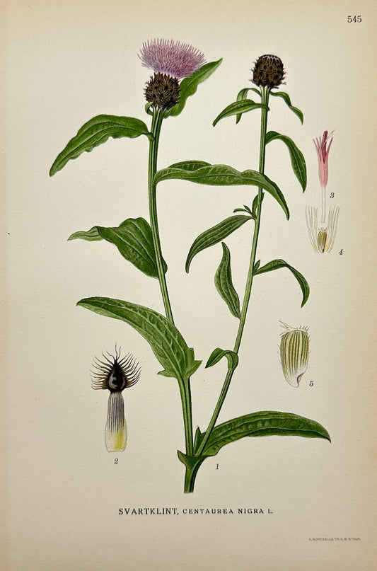 Antique Botanical Print - Carl Lindman - Black Knapweed - Centaurea Nigra - F4