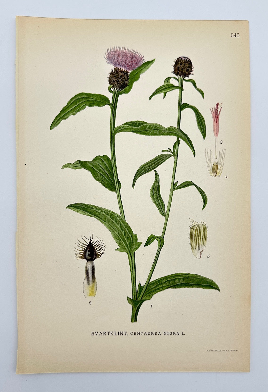 Antique Botanical Print - Carl Lindman - Black Knapweed - Centaurea Nigra - F4