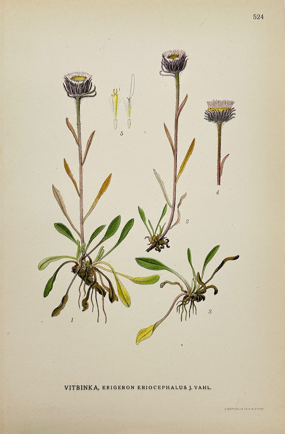 Antique Print - Lindman - Woolly-headed Fleabane - Erigeron Eriocephalus - F4