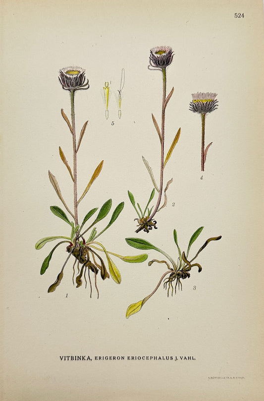 Antique Print - Lindman - Woolly-headed Fleabane - Erigeron Eriocephalus - F4