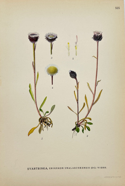 Antique Print - Carl Lindman - Alaska Fleabane - Erigeron Unalaschkensis - F4