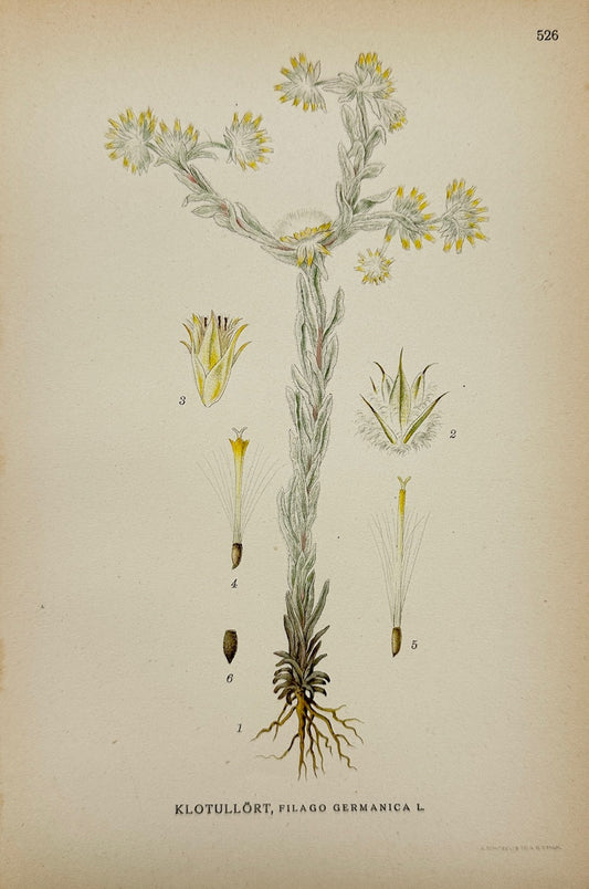 Antique Botanical Print - Carl Lindman - Common Cudweed - Filago Germanica - F4