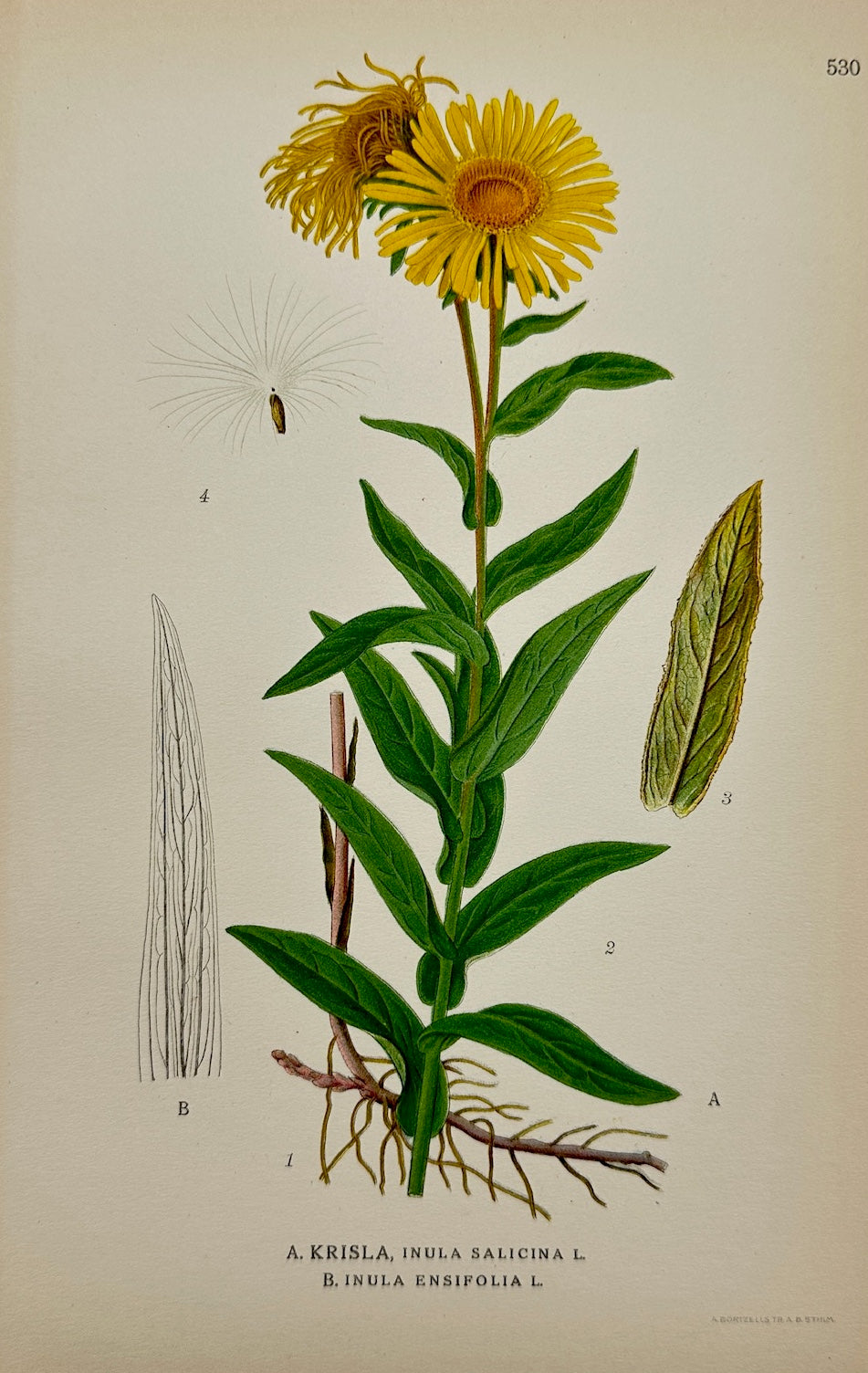 Antique Print - Carl Lindman - Willow-leaved Inula and Sword-leaved Inula - F4