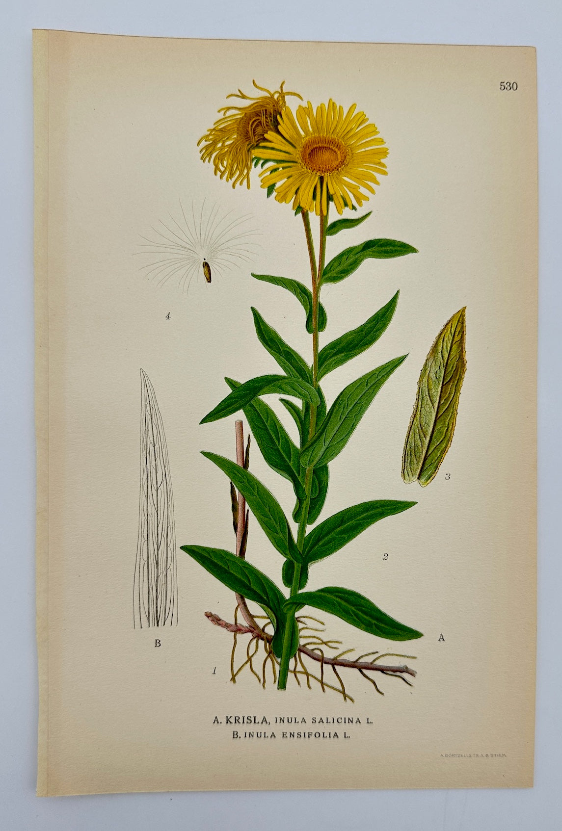 Antique Print - Carl Lindman - Willow-leaved Inula and Sword-leaved Inula - F4