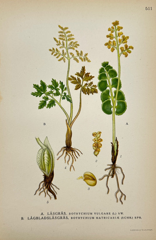 Antique Print - Carl Lindman - Common Moonwort and Daisy-leaved Moonwort - F4