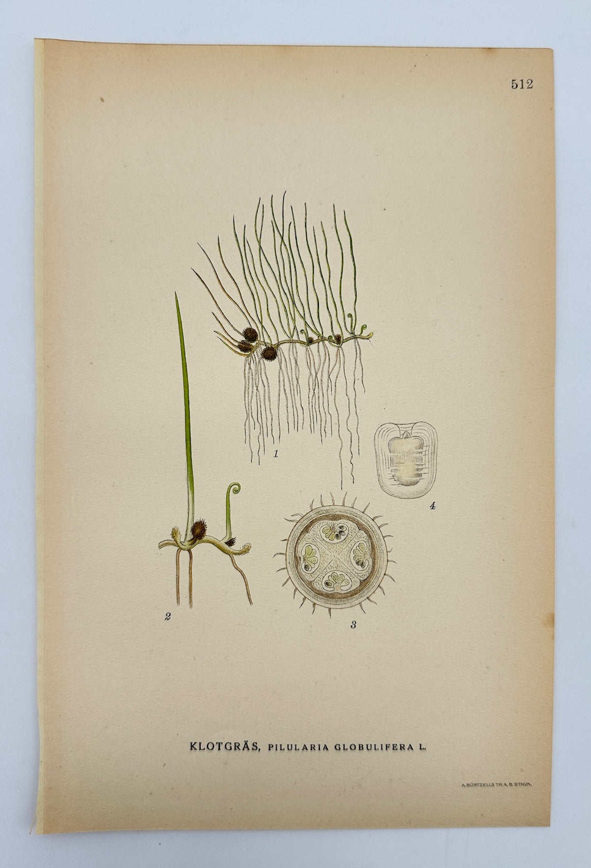 Antique Botanical Print - Carl Lindman - Pillwort - Pilularia Globulifera - F4