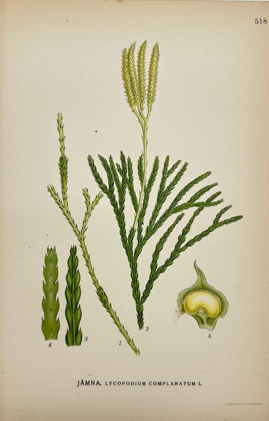 Antique Print - Flat-branched Tree Clubmoss - Lycopodium Complanatum - F4