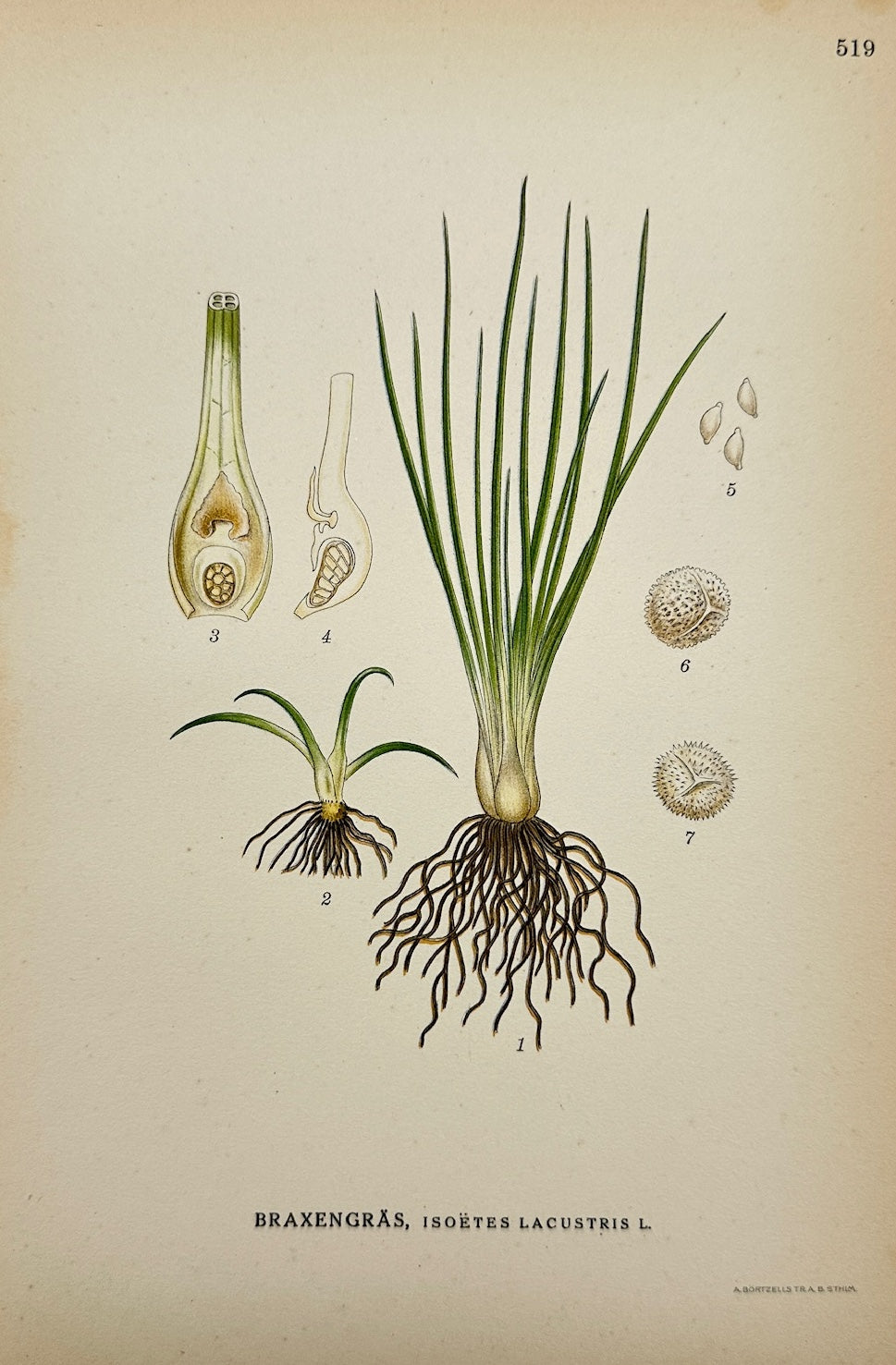 Antique Botanical Print - Carl Lindman - Lake Quillwort - Isoëtes Lacustris - F4