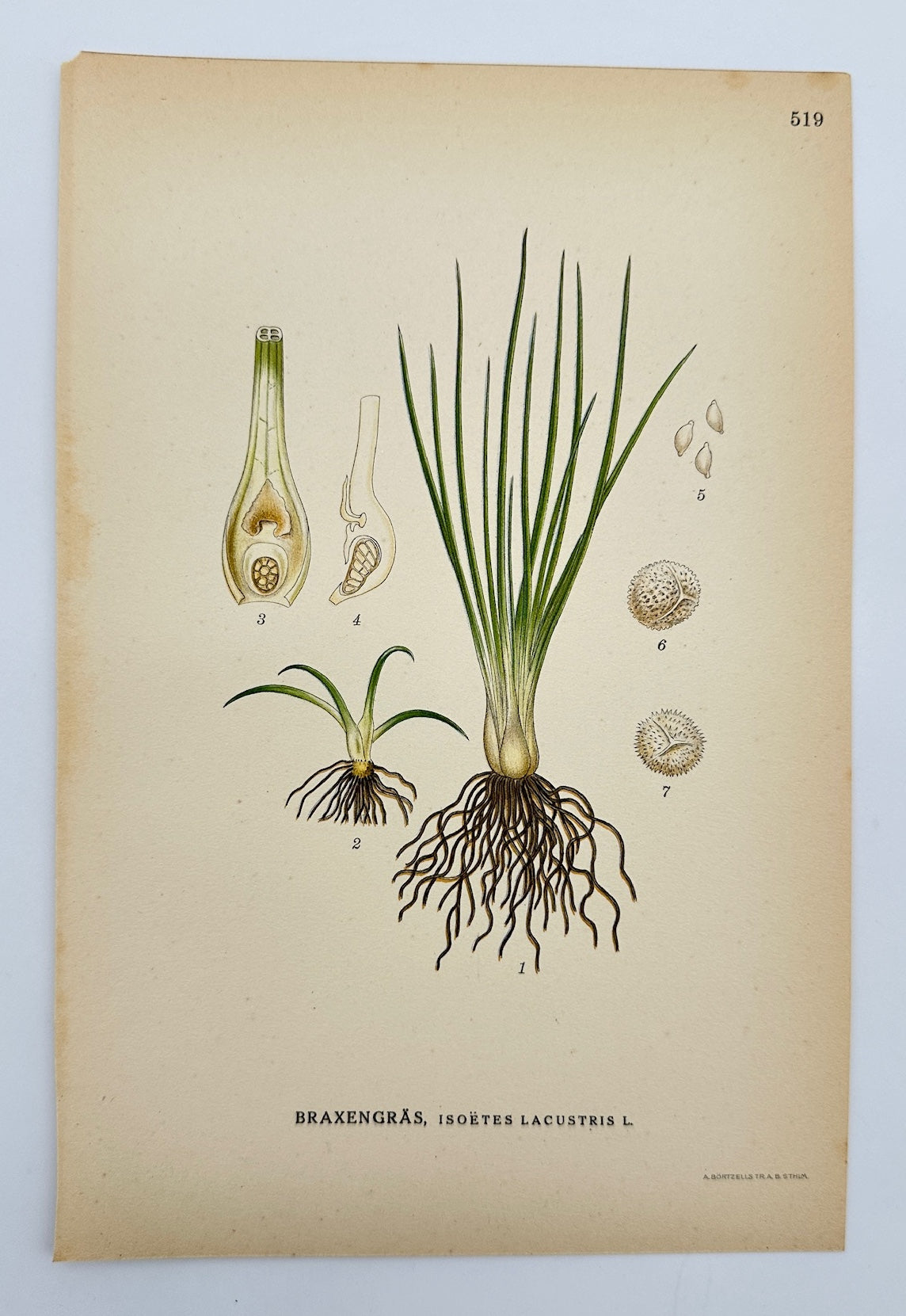 Antique Botanical Print - Carl Lindman - Lake Quillwort - Isoëtes Lacustris - F4