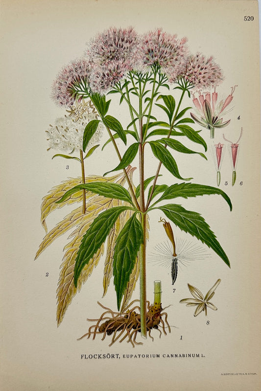 Antique Print - Carl Lindman - Hemp-agrimony - Eupatorium Cannabinum - F4